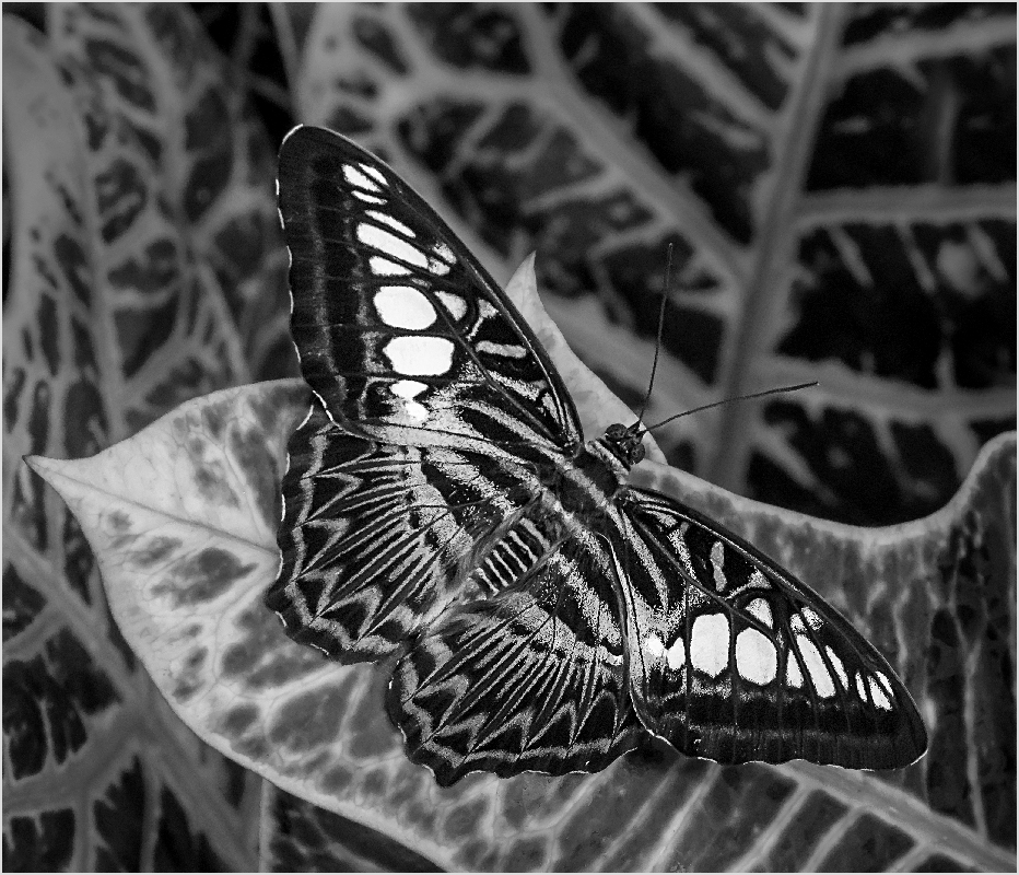 Blue Clipper on Croton - Monochrome Print - Peggy Boike