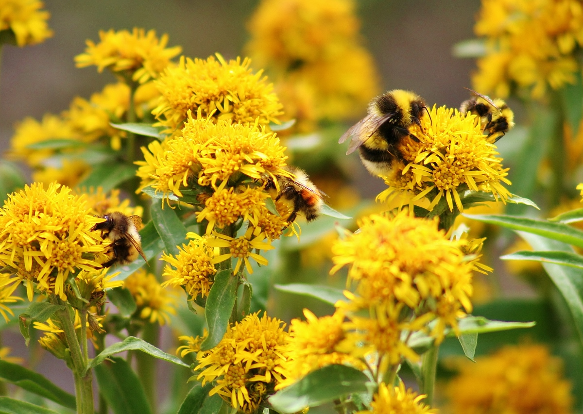 Busy Bees - Color Print - Name Withheld Per Request
