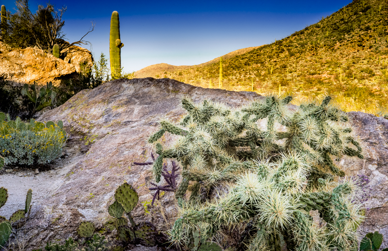 Saguaro National Park - Color Print - Name Withheld Per Request