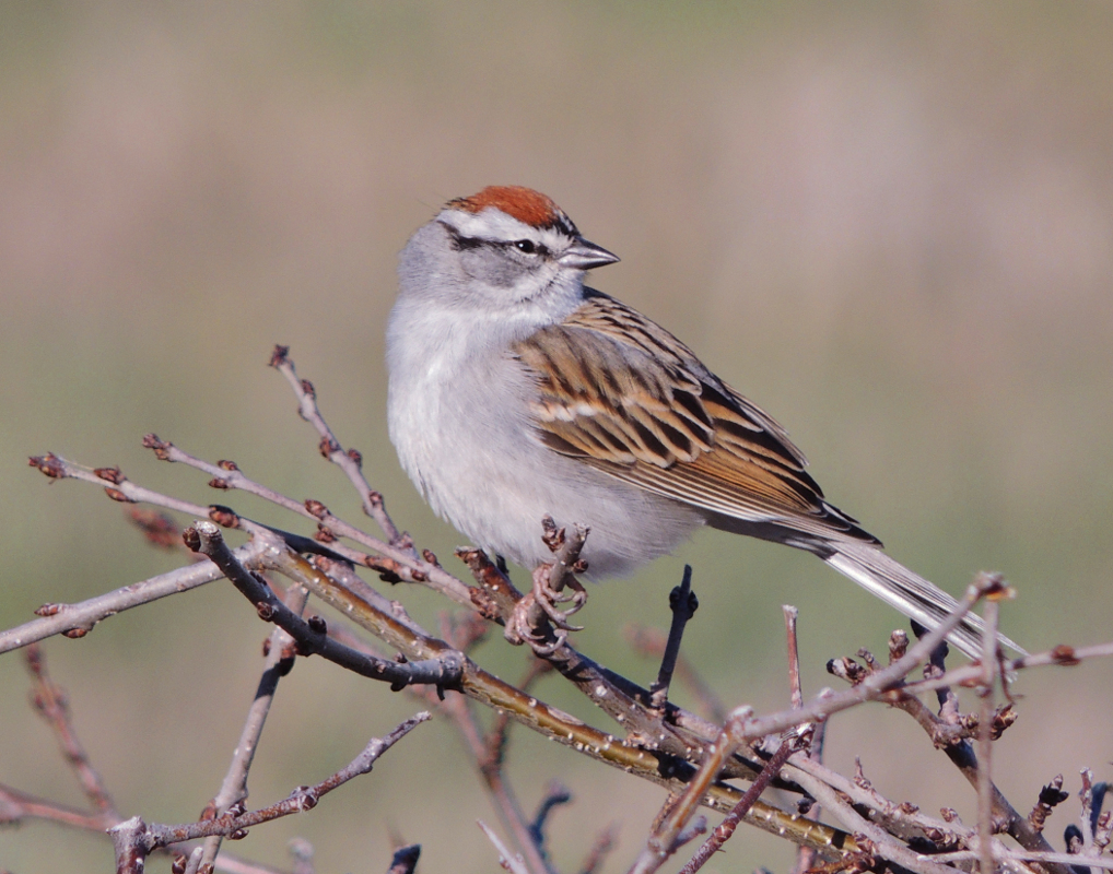 Chirping Sparrow - Color Print - Name Withheld Per Request