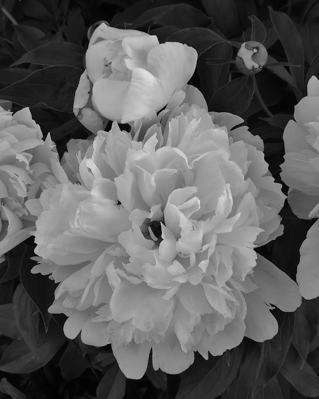 Mother's Peonies - Monochrome Print - Name Withheld Per Request