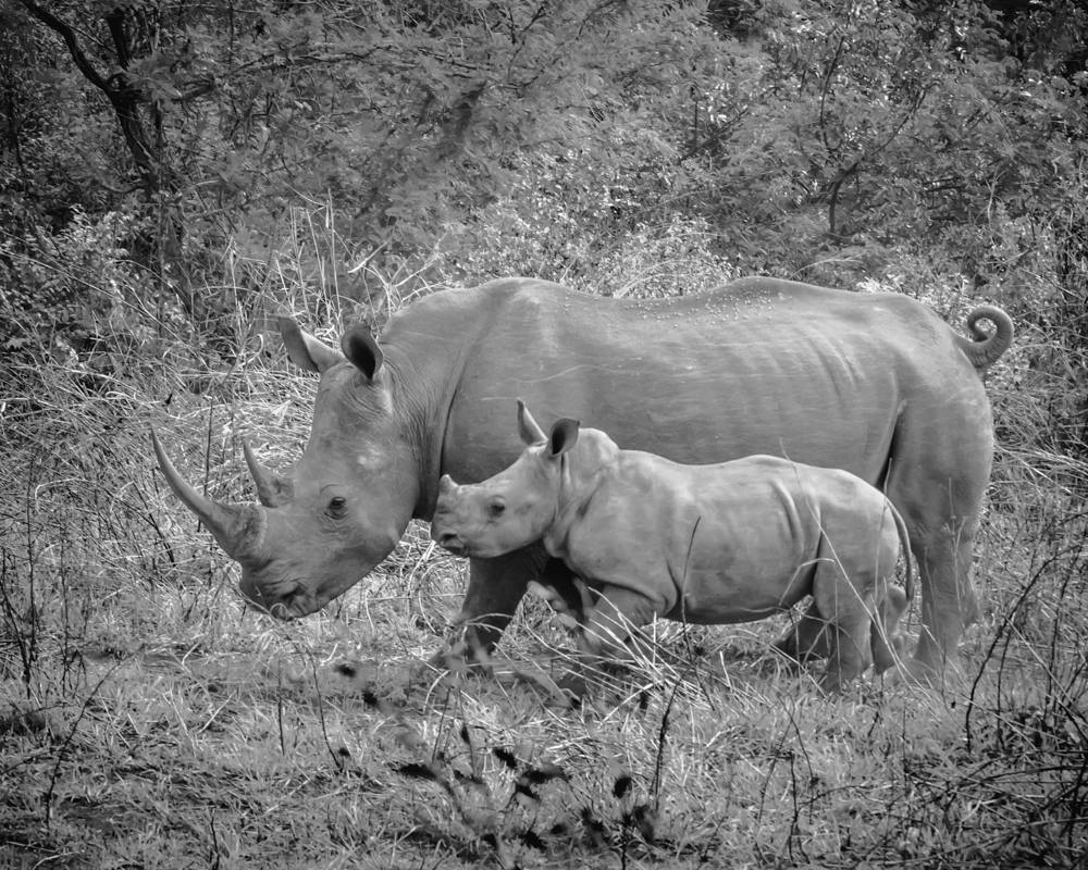 Rhino Mother and Child - Monochrome Print - Cindy Carlsson