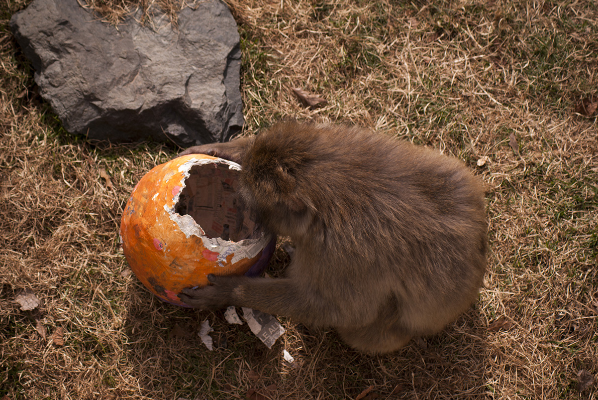 Monkeying Around - Digital(From Above) - Name Withheld Per Request