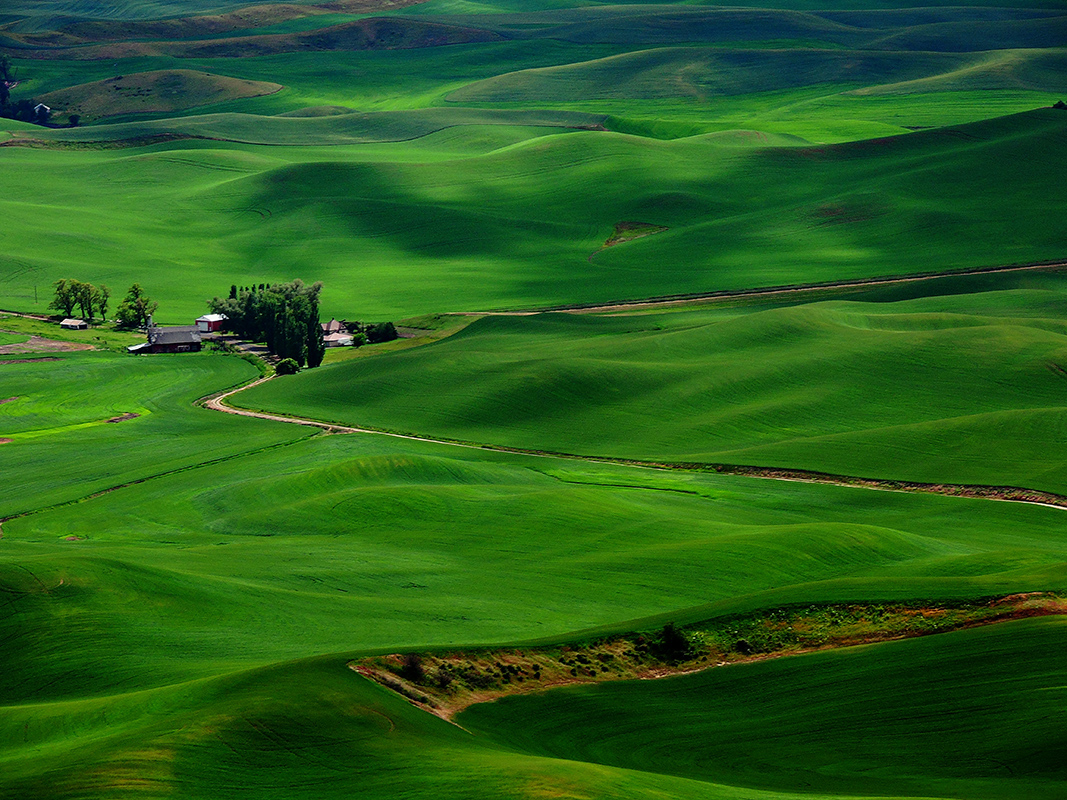 Palouse Farm - Digital(From Above) - Name Withheld Per Request