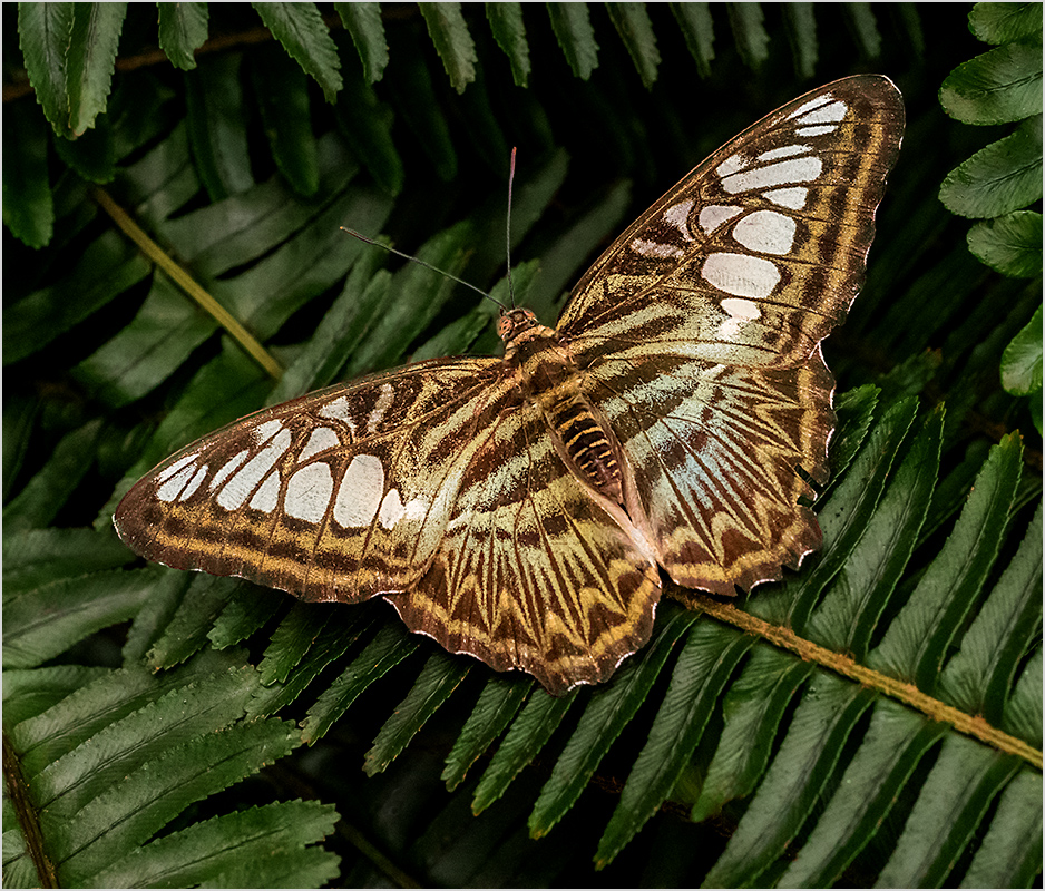 Resting on Ferns - Digital(From Above) - Peggy Boike