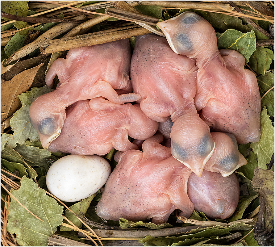 Six Martins One Egg - Digital(From Above) - Peggy Boike