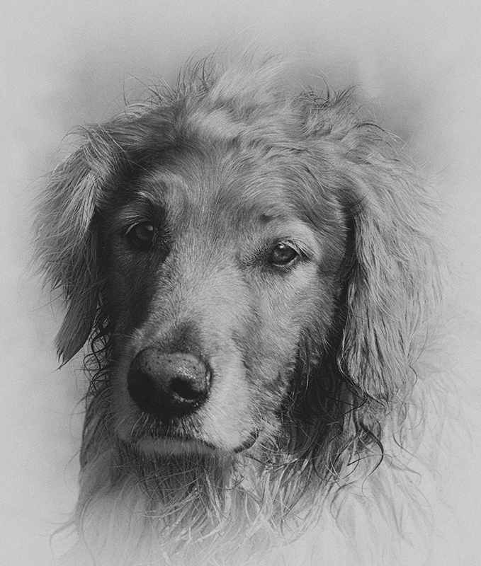 Barney - Monochrome Print - Larry Syverud