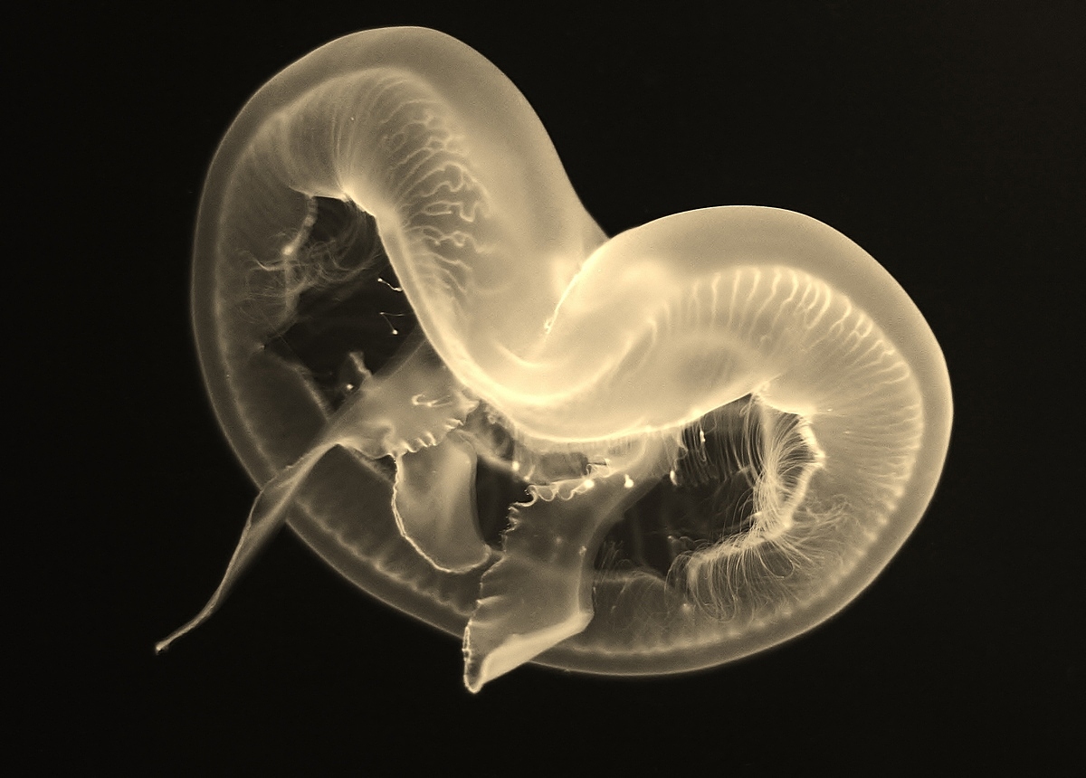 Happy Jellyfish - Monochrome Print - Name Withheld Per Request