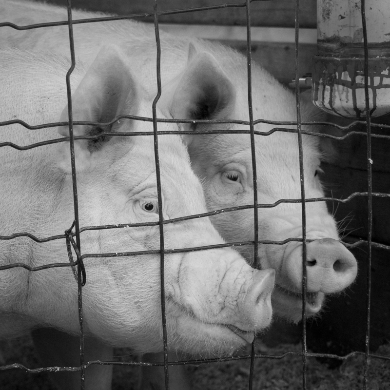 Pig Buddies - Monochrome Print - Rick Riddle