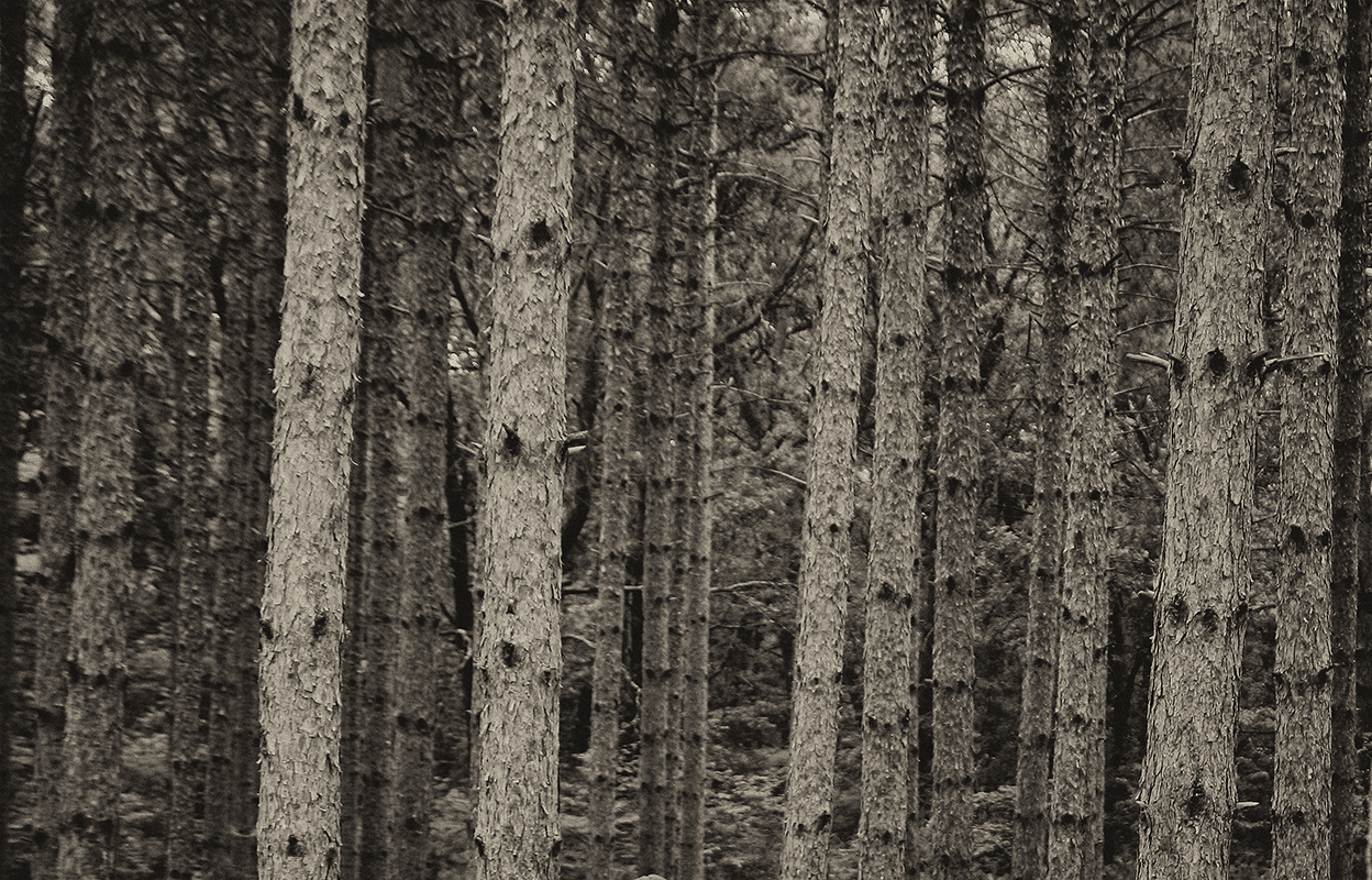 Dark Behind it Stood the Forest - Monochrome Print - Name Withheld Per Request