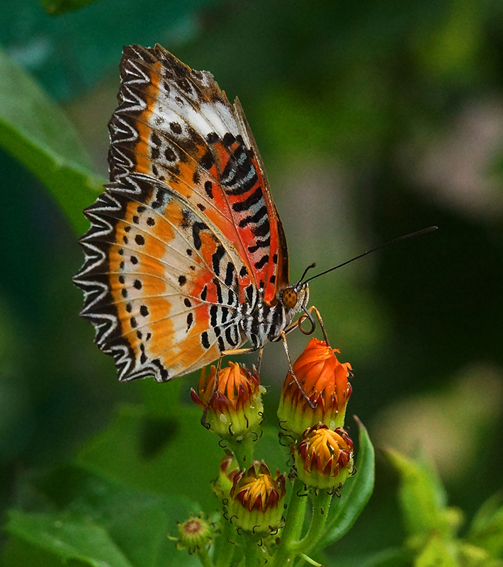 Contained Colors - Digital(Realistic) - Larry Syverud
