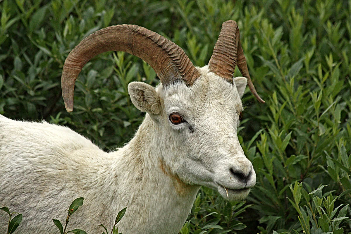 Dall Sheep - Digital(Realistic) - Name Withheld Per Request