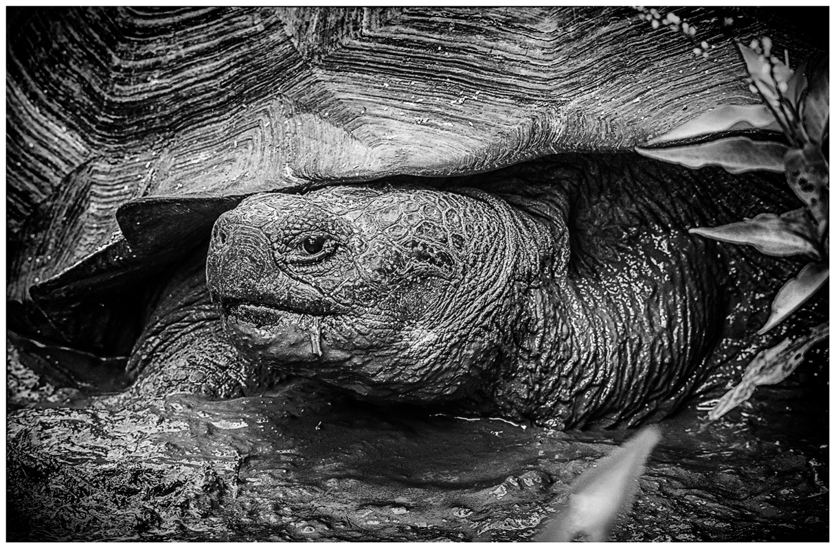 Galapagos Giant Tortoise - Digital(Realistic) - Name Withheld Per Request