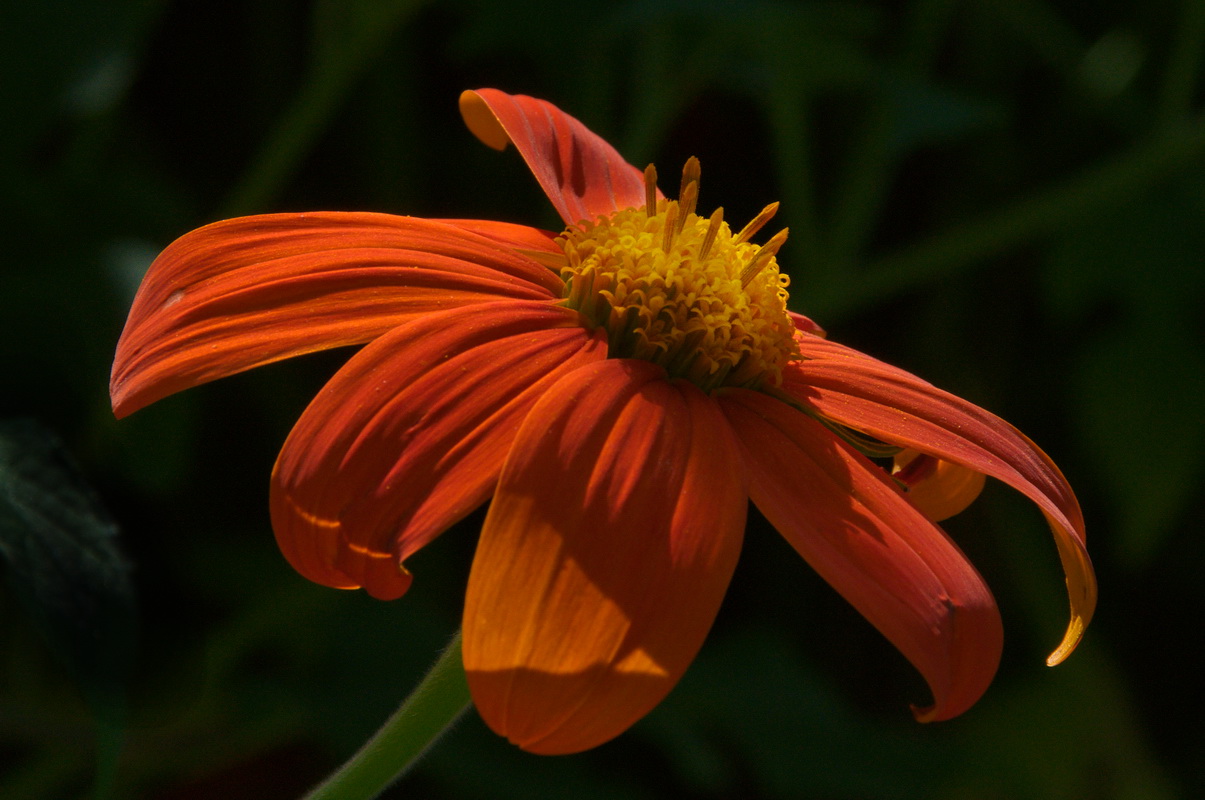 Mexican Sunflower - Digital(Realistic) - Name Withheld Per Request