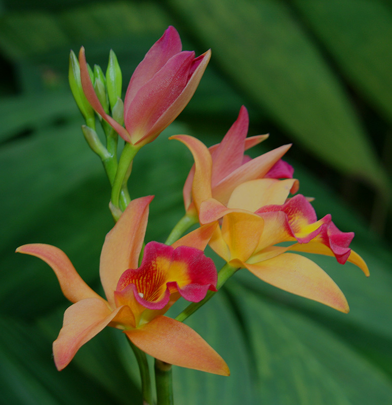Orchids - Digital(Realistic) - Name Withheld Per Request
