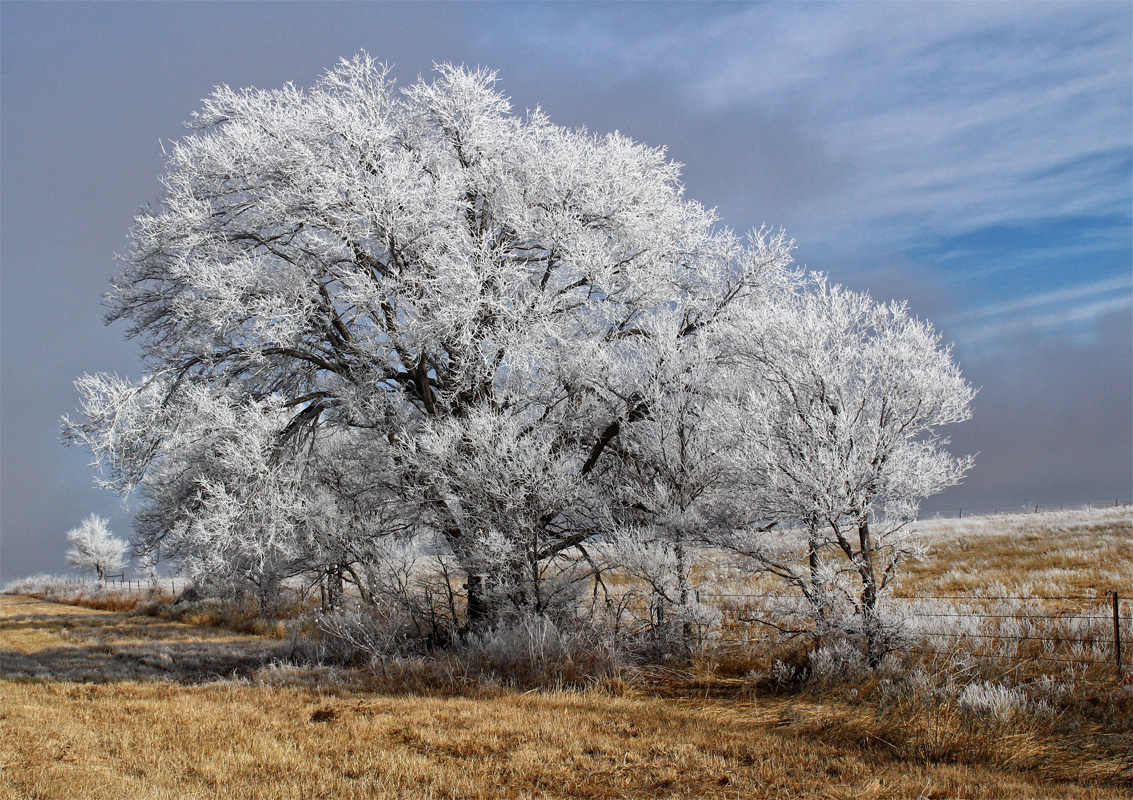 Texas Frosty Trees - Digital(Realistic) - Name Withheld Per Request
