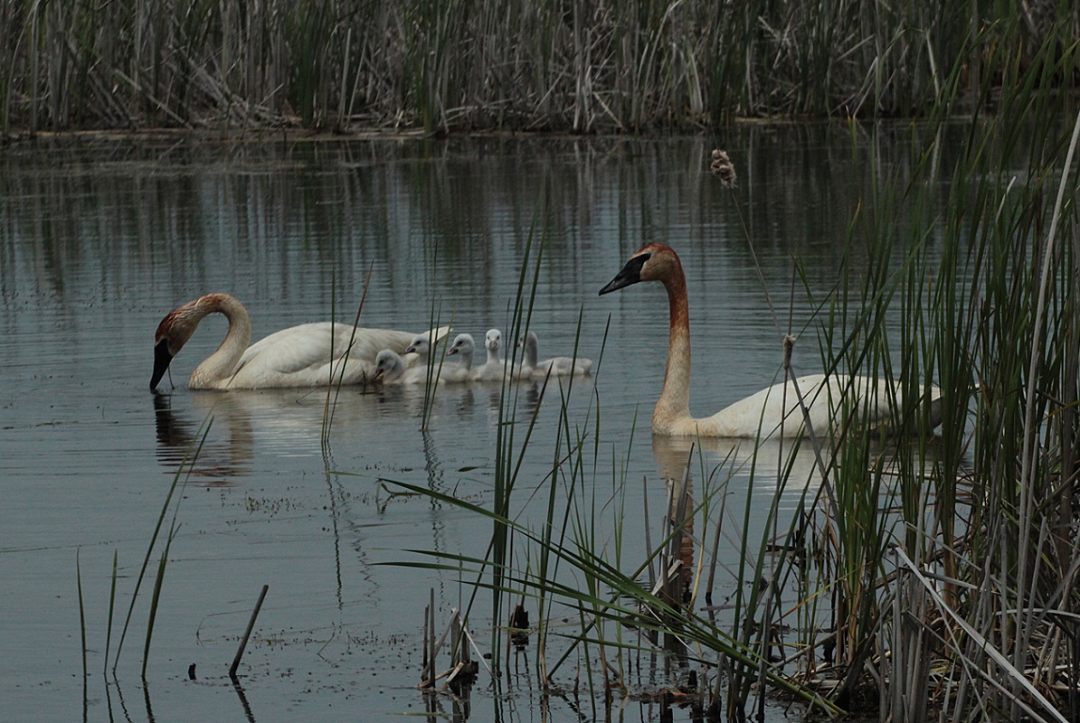 Tundra Swans - Digital(Realistic) - Name Withheld Per Request