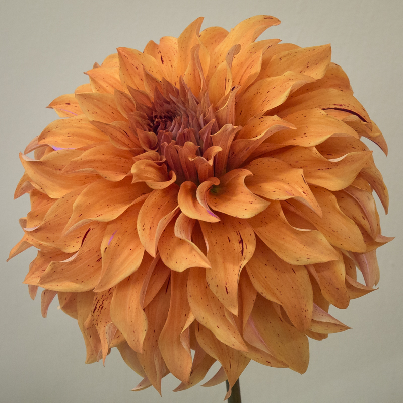 Horticulture Winner #2 - Color Print - Rick Riddle
