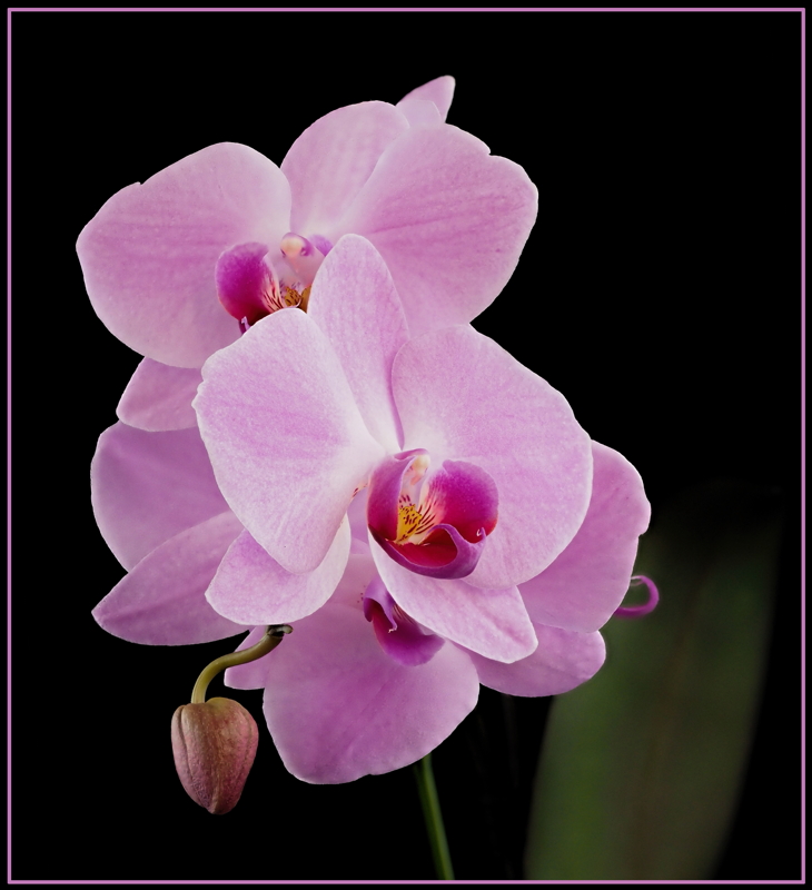 Orchid Beauty - Color Print - Name Withheld Per Request