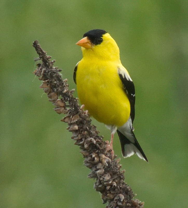 American Goldfinch - Digital (Nature) - Name Withheld Per Request