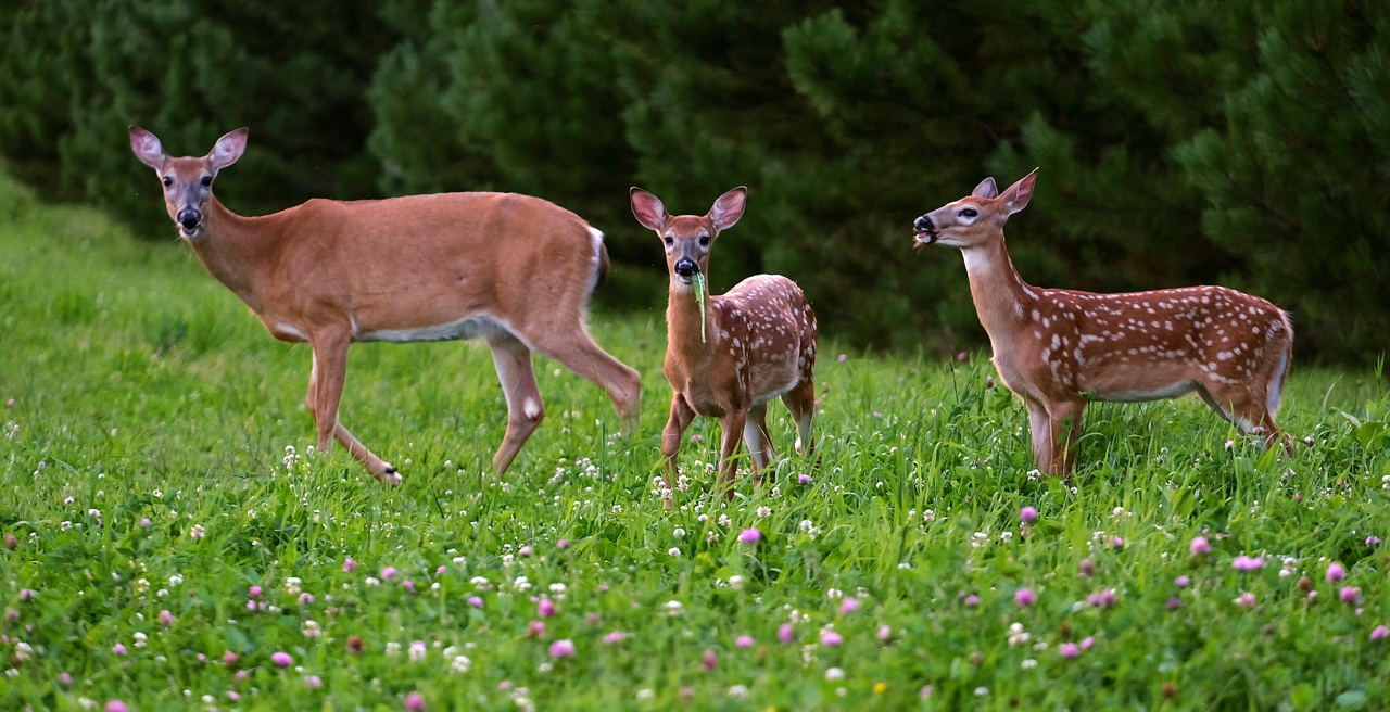 And Mama Makes Three - Digital (Nature) - Name Withheld Per Request