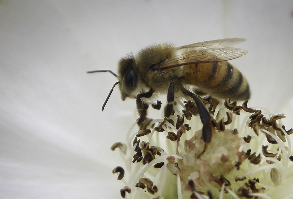 Bzzz - Digital (Nature) - Bill Wesen