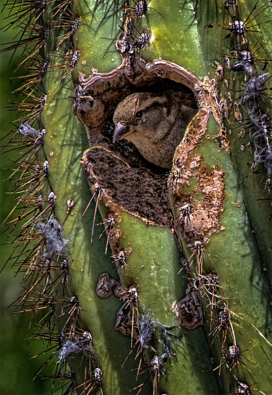 Cactus Bird - Digital (Nature) - Name Withheld Per Request