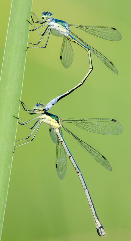 Double Damselfly - Digital (Nature) - Name Withheld Per Request