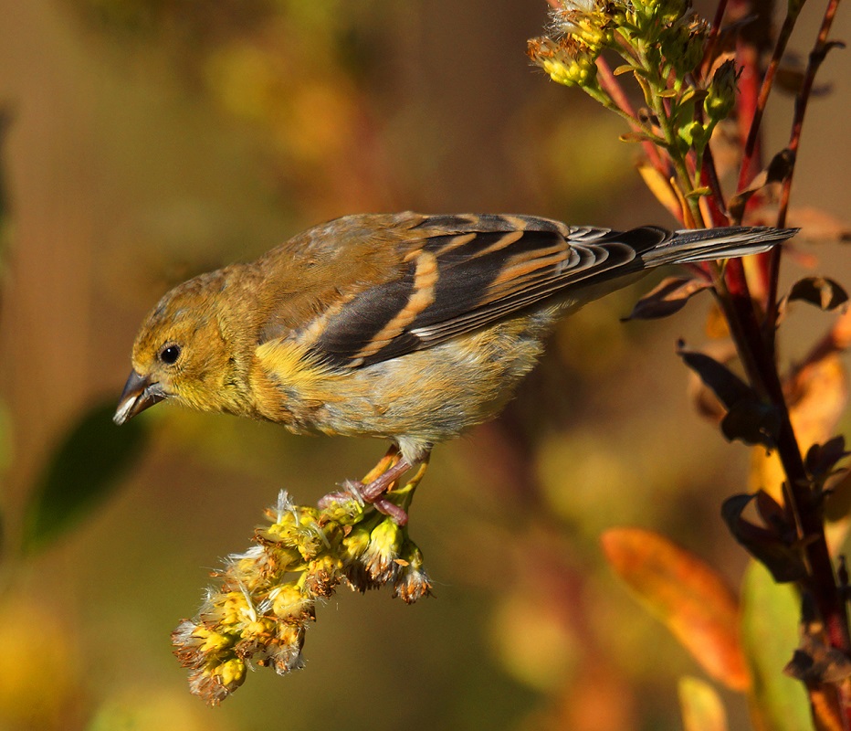 Finch at Dusk - Digital (Nature) - Larry Syverud