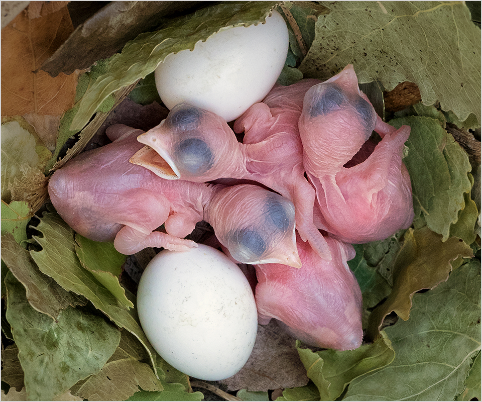 Four Martins Two Eggs - Digital (Nature) - Peggy Boike