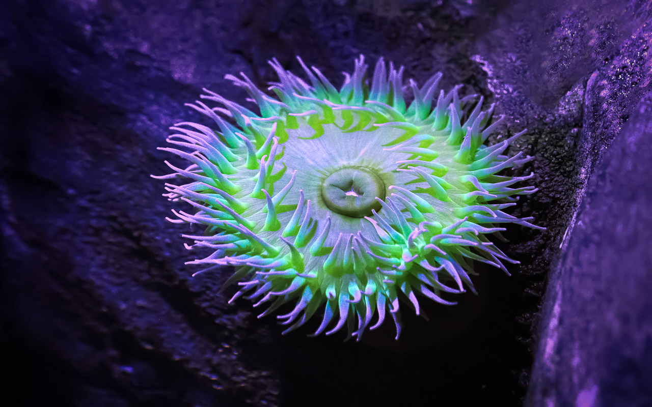 Green Sea Anemone - Digital (Nature) - Name Withheld Per Request