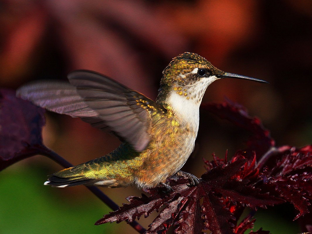 Hummer Hummin - Digital (Nature) - Larry Syverud