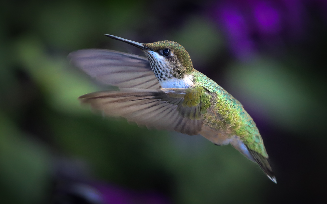Hummingbird in Fligh - Digital (Nature) - Name Withheld Per Request
