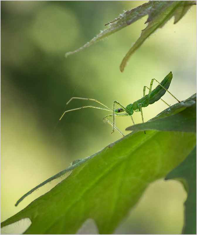 Katydid Nymph on Maple - Digital (Nature) - Peggy Boike