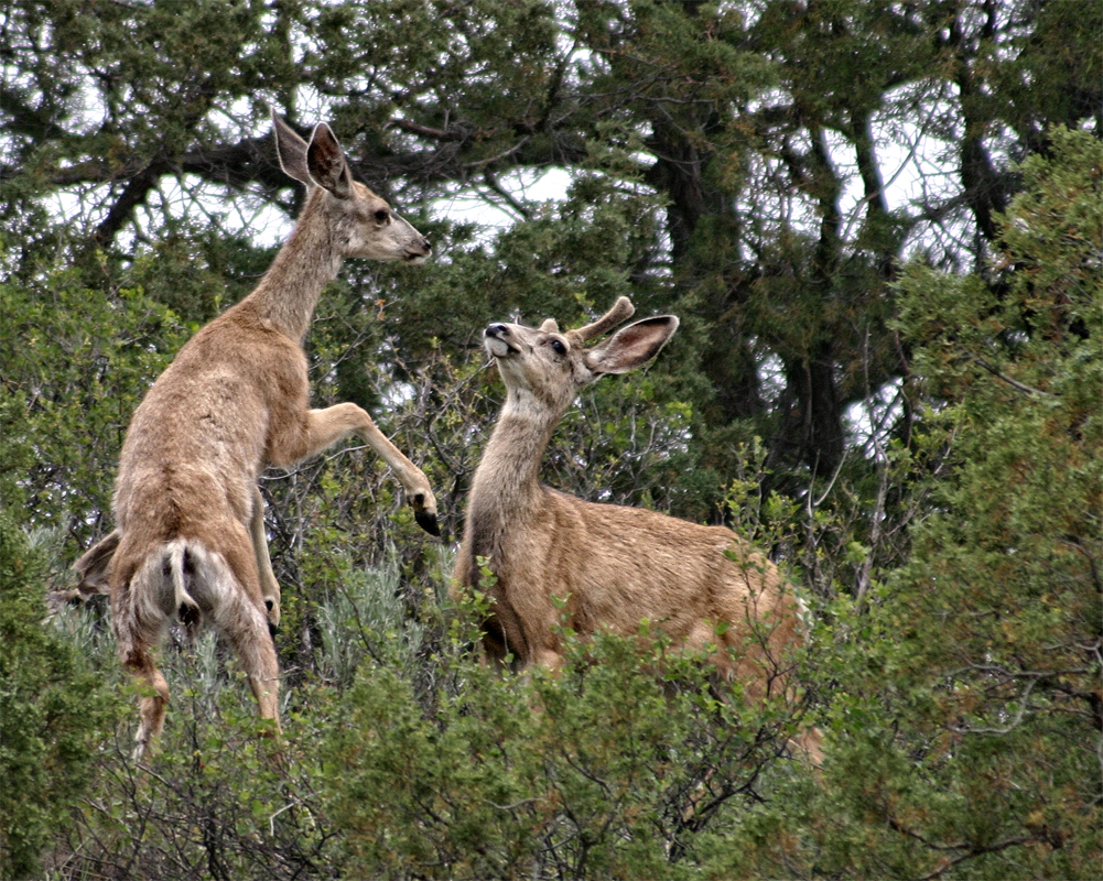 Mule Deer - Digital (Nature) - Name Withheld Per Request