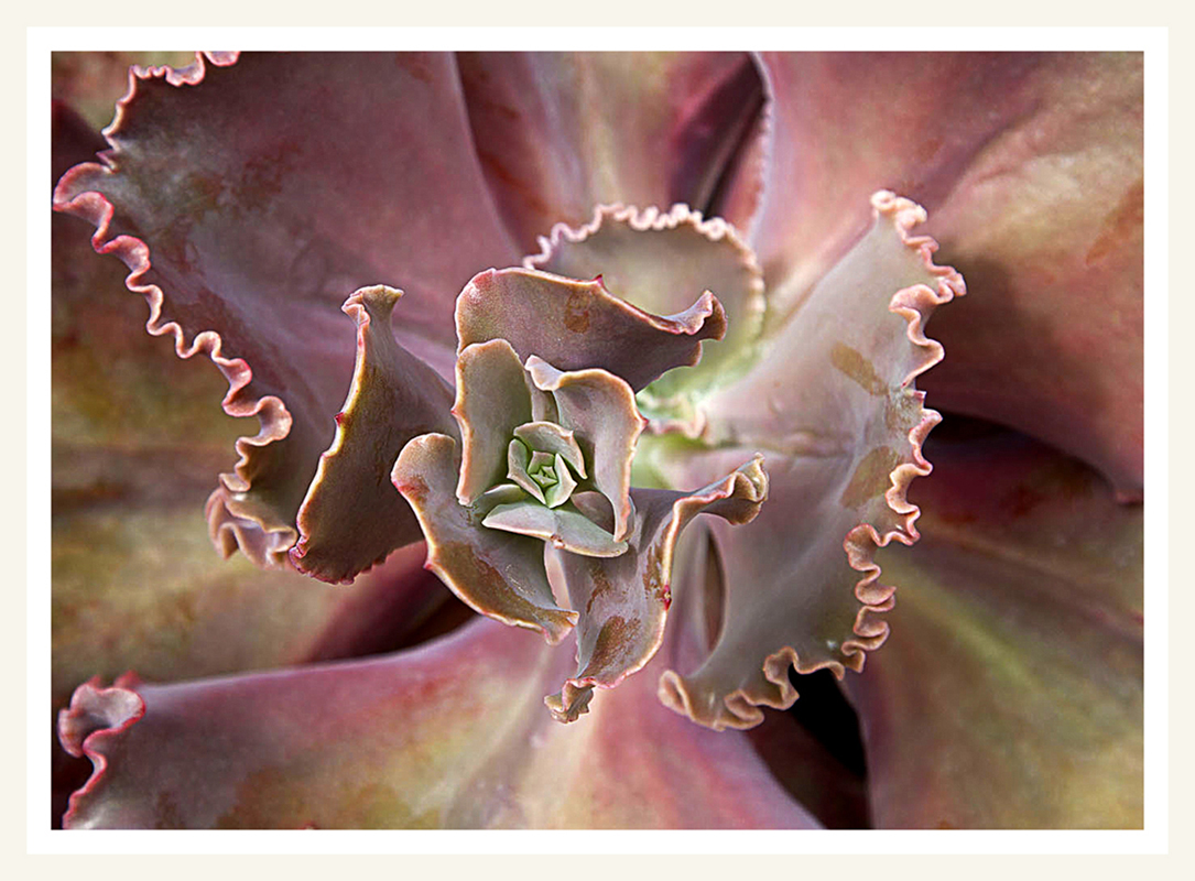 Plant - Digital (Nature) - Name Withheld Per Request