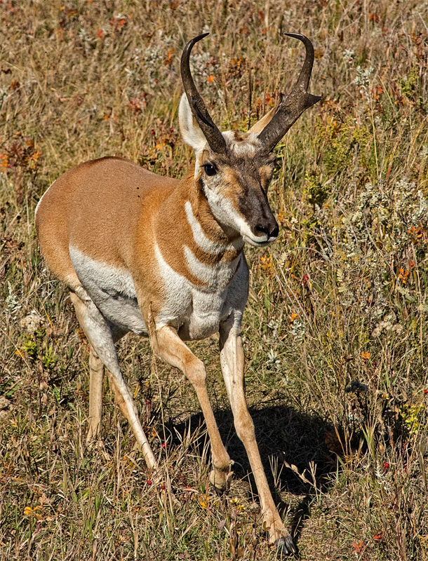 Pronghorn - Digital (Nature) - Name Withheld Per Request