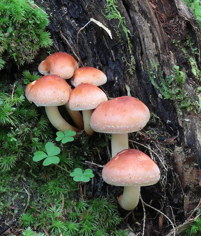 Shamrodks Mushrooms - Digital (Nature) - Name Withheld Per Request