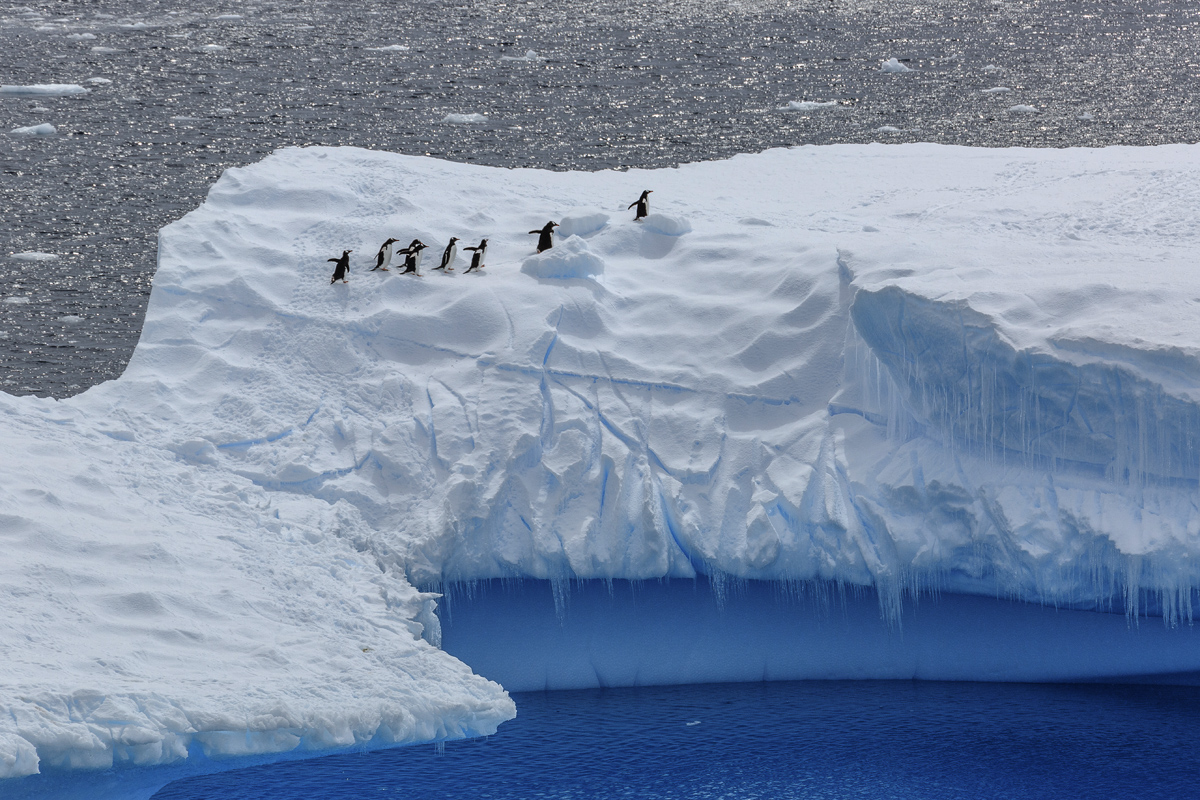 Single File - Digital (Nature) - Bob Muschewske