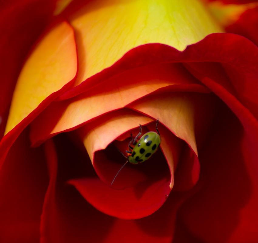 Spotted Cucumber Beetle - Digital (Nature) - Tara Nelson