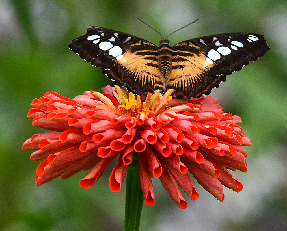Tiger Long Wing Butterfly - Digital (Nature) - Name Withheld Per Request