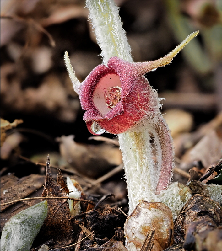 Wild Ginger - Digital (Nature) - Name Withheld Per Request