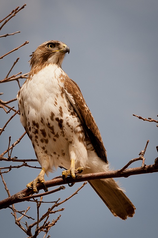 Immature Redtailed Hawk - Digital (Nature) - Name Withheld Per Request