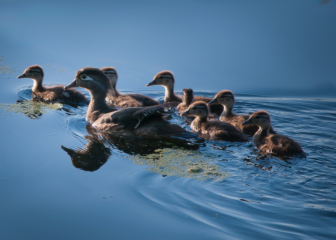 Woody Hen and Brood - Digital (Nature) - Name Withheld Per Request