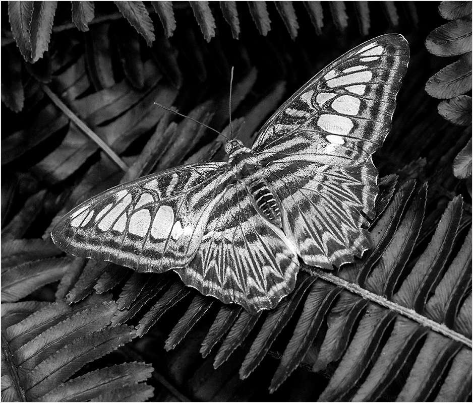 Resting on Ferns - Monochrome Print - Peggy Boike