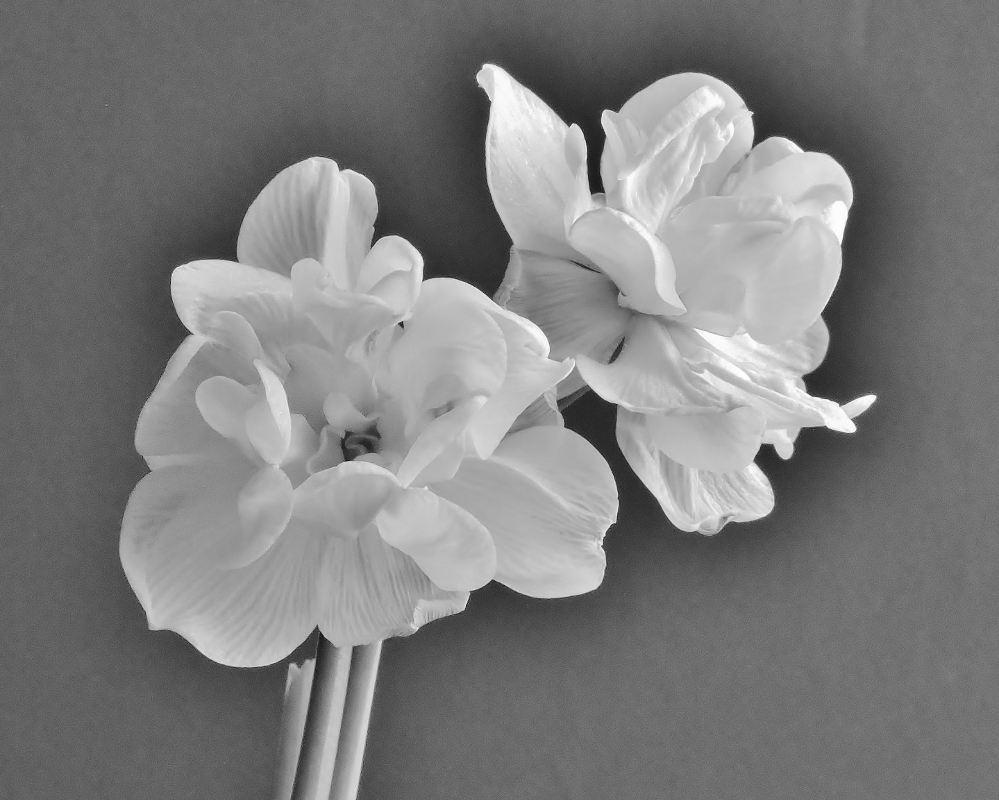 Delicate Whites - Monochrome Print - Name Withheld Per Request