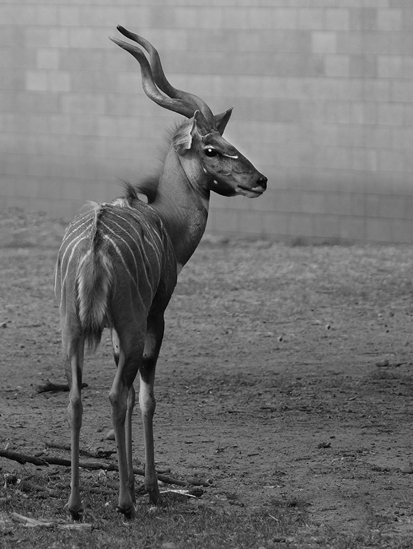 Kudu - Monochrome Print - Larry Syverud