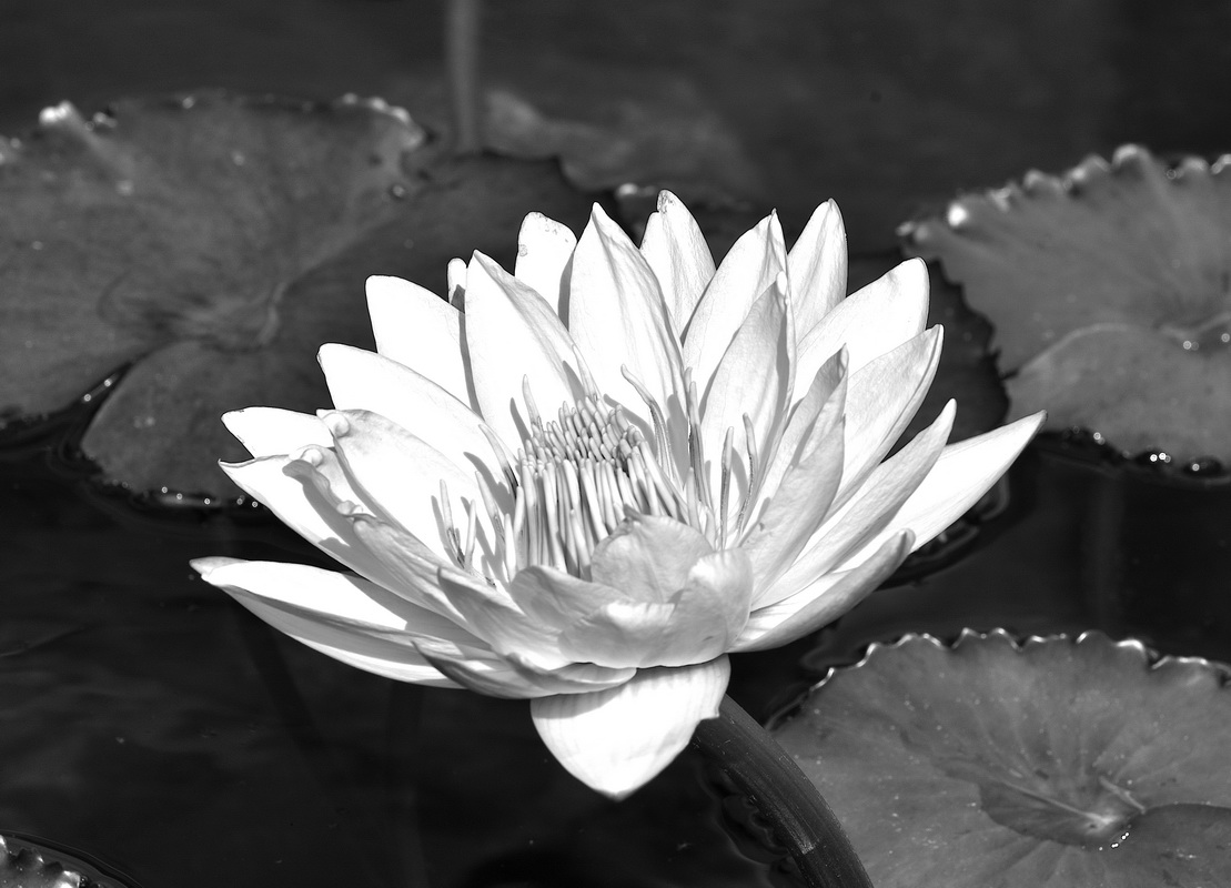 Water Lily - Monochrome Print - Name Withheld Per Request