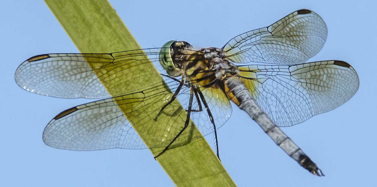 Eastern Pondhawk - Digital(Open) - Name Withheld Per Request