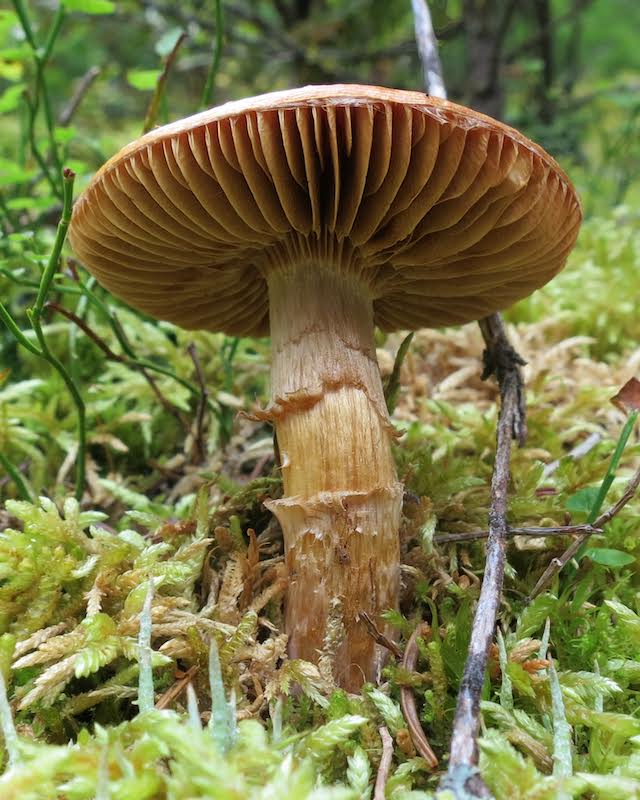 Fungi Mystery - Digital(Open) - Name Withheld Per Request